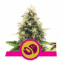 Somango XL семена конопли: фото, характеристики, отзывы, описание Somango XL семена конопли: фото, характеристики, отзывы, описание
