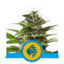 Tatanka Pure CBD насіння конопель: фото, характеристики, відгуки, опис Tatanka Pure CBD насіння конопель: фото, характеристики, відгуки, опис