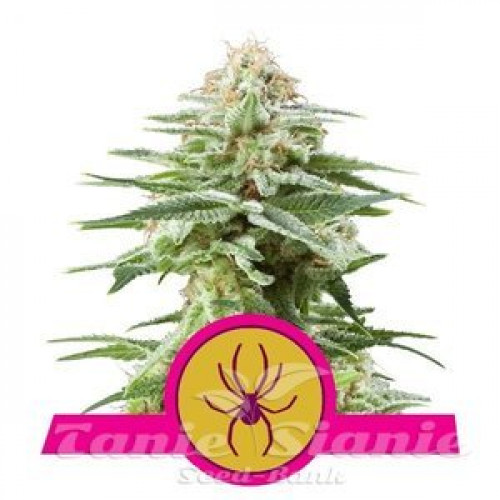 White Widow семена конопли: фото, характеристики, отзывы, описание White Widow семена конопли: фото, характеристики, отзывы, описание