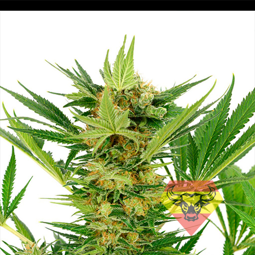 AK-47 SV Feminised  семена конопли: фото, характеристики, отзывы, описание
