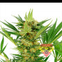 AK-47 SV Feminised  семена конопли: фото, характеристики, отзывы, описание