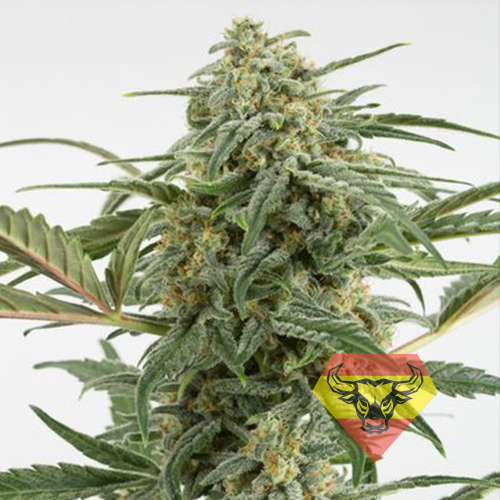 Auto Critical+ Feminised насіння конопель: фото, характеристики, відгуки, опис