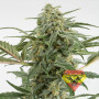 Auto Critical+ Feminised насіння конопель: фото, характеристики, відгуки, опис