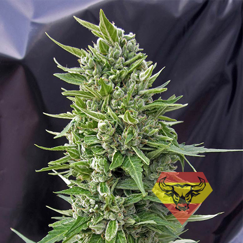 Auto Northern Lights Feminised семена конопли: фото, характеристики, отзывы, описание Auto Northern Lights Feminised семена конопли: фото, характеристики, отзывы, описание