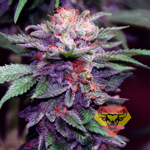 Auto Purple Spain Feminised семена конопли: фото, характеристики, отзывы, описание Auto Purple Spain Feminised семена конопли: фото, характеристики, отзывы, описание