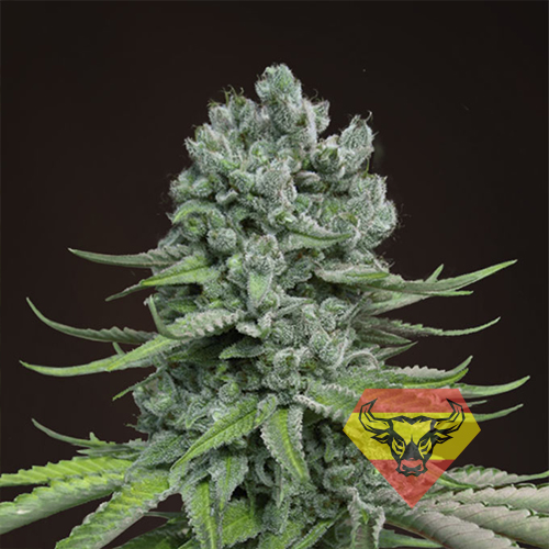 Auto Super Skunk Feminised насіння конопель: фото, характеристики, відгуки, опис Auto Super Skunk Feminised насіння конопель: фото, характеристики, відгуки, опис
