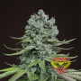 Auto Super Skunk Feminised насіння конопель: фото, характеристики, відгуки, опис Auto Super Skunk Feminised насіння конопель: фото, характеристики, відгуки, опис