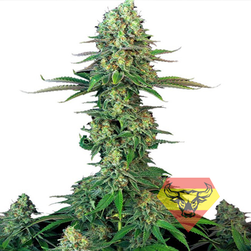 Bubblegum Feminised насіння конопель: фото, характеристики, відгуки, опис