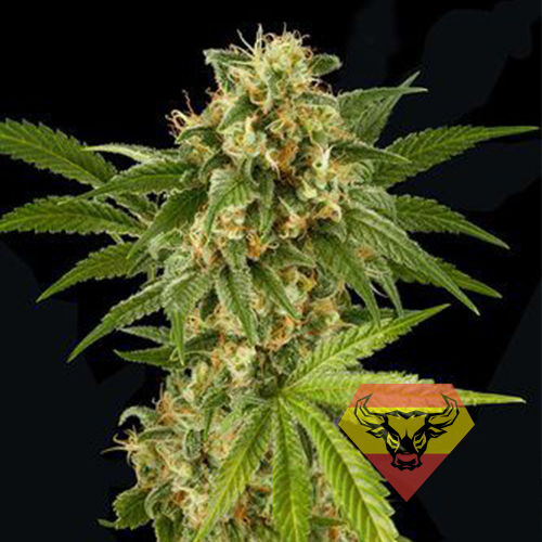 Cheese Feminised семена конопли: фото, характеристики, отзывы, описание Cheese Feminised семена конопли: фото, характеристики, отзывы, описание