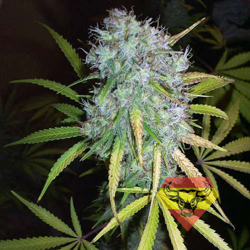 Critical+ Feminised  семена конопли: фото, характеристики, отзывы, описание