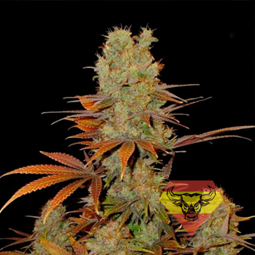 Somango Feminised насіння конопель: фото, характеристики, відгуки, опис