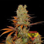 Somango Feminised насіння конопель: фото, характеристики, відгуки, опис