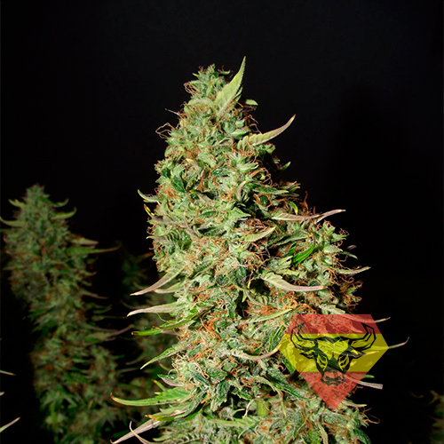 Super Mazar Feminised насіння конопель: фото, характеристики, відгуки, опис