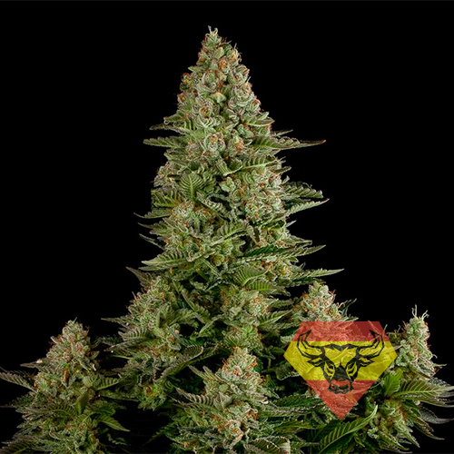 White Widow Feminised насіння конопель: фото, характеристики, відгуки, опис White Widow Feminised насіння конопель: фото, характеристики, відгуки, опис