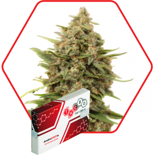 AndroMEDa Feminised насіння конопель: фото, характеристики, відгуки, опис AndroMEDa Feminised насіння конопель: фото, характеристики, відгуки, опис