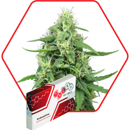 Endorphine Auto Feminised семена конопли: фото, характеристики, отзывы, описание