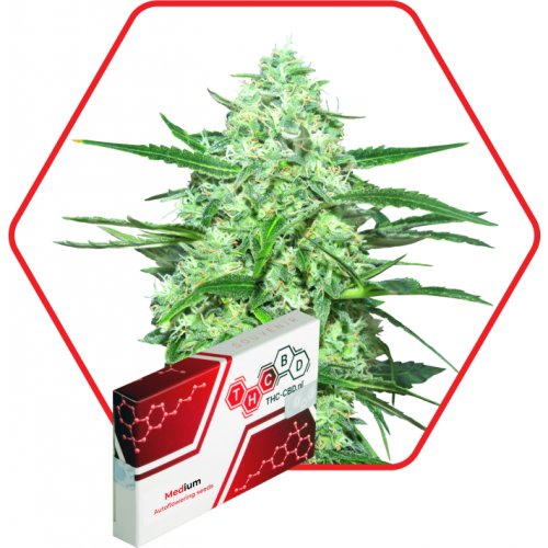 MEDium Auto CBD Feminised семена конопли: фото, характеристики, отзывы, описание MEDium Auto CBD Feminised семена конопли: фото, характеристики, отзывы, описание
