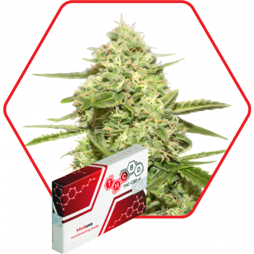 MEDusa Auto Feminised насіння конопель: фото, характеристики, відгуки, опис