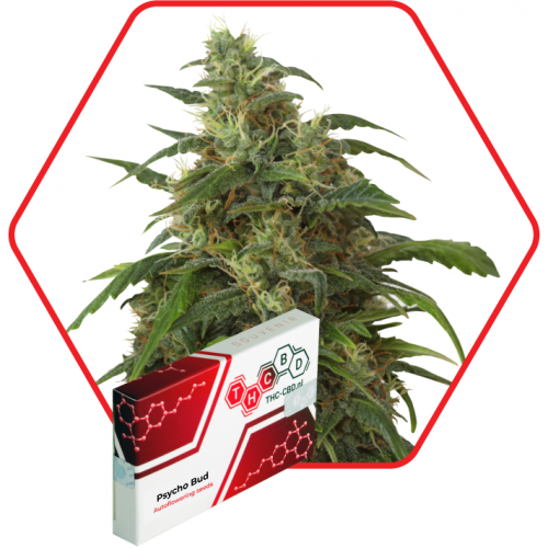 Psycho Bud Auto Feminised семена конопли: фото, характеристики, отзывы, описание