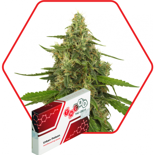 Urban Poison Auto Feminised насіння конопель: фото, характеристики, відгуки, опис Urban Poison Auto Feminised насіння конопель: фото, характеристики, відгуки, опис