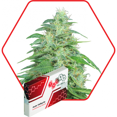 Valkyrie Auto Feminised насіння конопель: фото, характеристики, відгуки, опис