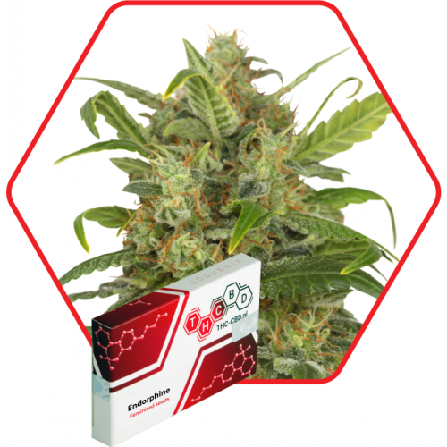 Endorphine Feminised семена конопли: фото, характеристики, отзывы, описание