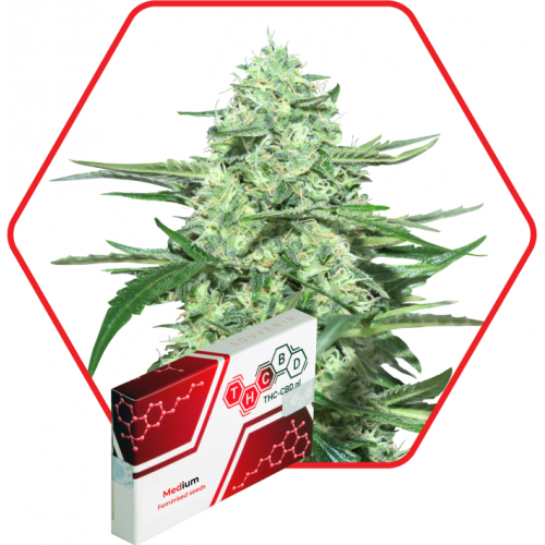 MEDium CBD Feminised семена конопли: фото, характеристики, отзывы, описание MEDium CBD Feminised семена конопли: фото, характеристики, отзывы, описание