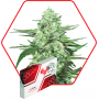 MEDium CBD Feminised семена конопли: фото, характеристики, отзывы, описание MEDium CBD Feminised семена конопли: фото, характеристики, отзывы, описание