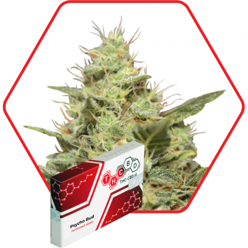 Psycho Bud Feminised насіння конопель: фото, характеристики, відгуки, опис