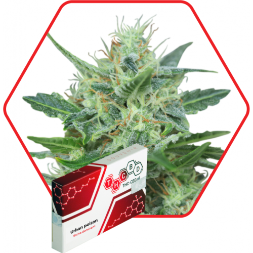 Urban poison Feminised семена конопли: фото, характеристики, отзывы, описание