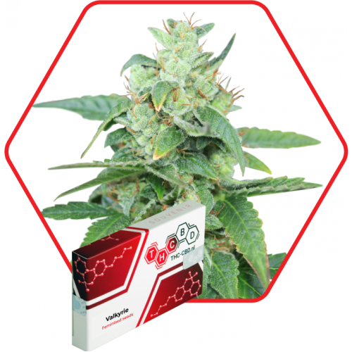 Valkyrie Feminised насіння конопель: фото, характеристики, відгуки, опис Valkyrie Feminised насіння конопель: фото, характеристики, відгуки, опис