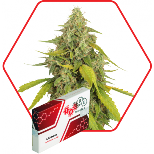 Chimera Feminised насіння конопель: фото, характеристики, відгуки, опис Chimera Feminised насіння конопель: фото, характеристики, відгуки, опис