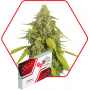 Chimera Feminised насіння конопель: фото, характеристики, відгуки, опис Chimera Feminised насіння конопель: фото, характеристики, відгуки, опис