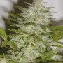 AK-47 Feminised (поштучно) семена конопли: фото, характеристики, отзывы, описание