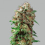 Afghan Kush Feminised (поштучно) семена конопли: фото, характеристики, отзывы, описание Afghan Kush Feminised (поштучно) семена конопли: фото, характеристики, отзывы, описание