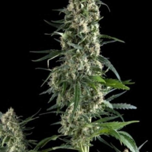 Amnesia Gold Feminised (поштучно) семена конопли: фото, характеристики, отзывы, описание