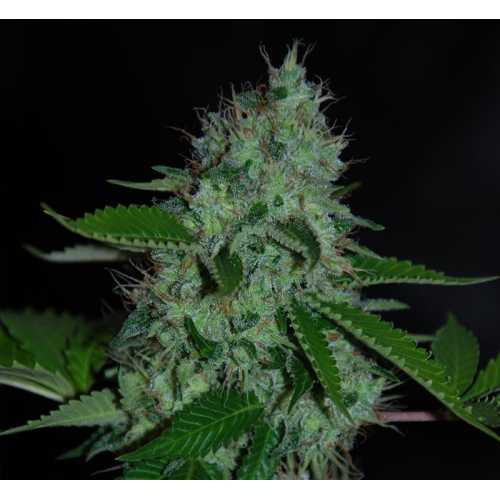 Auto Amnesia Haze Feminised насіння конопель: фото, характеристики, відгуки, опис Auto Amnesia Haze Feminised насіння конопель: фото, характеристики, відгуки, опис