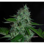 Auto Amnesia Haze Feminised насіння конопель: фото, характеристики, відгуки, опис Auto Amnesia Haze Feminised насіння конопель: фото, характеристики, відгуки, опис