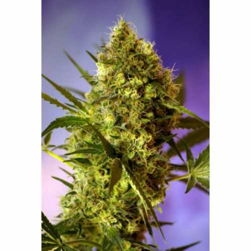 Auto Big Devil №2 feminized  семена конопли: фото, характеристики, отзывы, описание Auto Big Devil №2 feminized  семена конопли: фото, характеристики, отзывы, описание