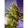 Auto Big Devil №2 feminized  семена конопли: фото, характеристики, отзывы, описание Auto Big Devil №2 feminized  семена конопли: фото, характеристики, отзывы, описание