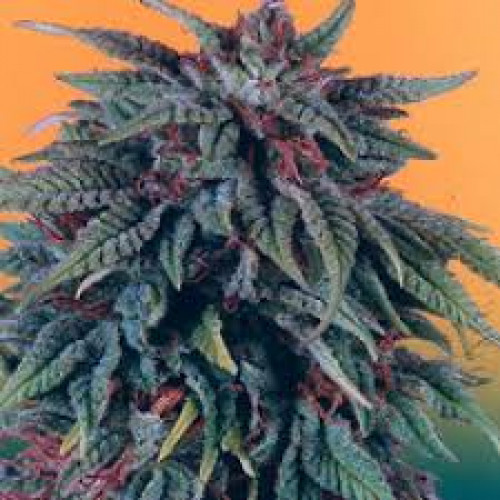 Auto Durban Poison Feminised (поштучно) семена конопли: фото, характеристики, отзывы, описание Auto Durban Poison Feminised (поштучно) семена конопли: фото, характеристики, отзывы, описание