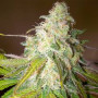 Auto Sour Diesel Feminised (поштучно) семена конопли: фото, характеристики, отзывы, описание