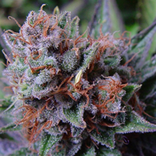 Bubble Gum Feminised (поштучно) насіння конопель: фото, характеристики, відгуки, опис