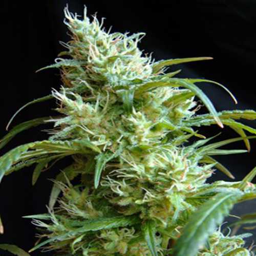 Flash Black #2 Feminised семена конопли: фото, характеристики, отзывы, описание