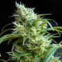 Flash Black #2 Feminised семена конопли: фото, характеристики, отзывы, описание