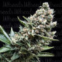 Nefertiti Feminised (поштучно) семена конопли: фото, характеристики, отзывы, описание
