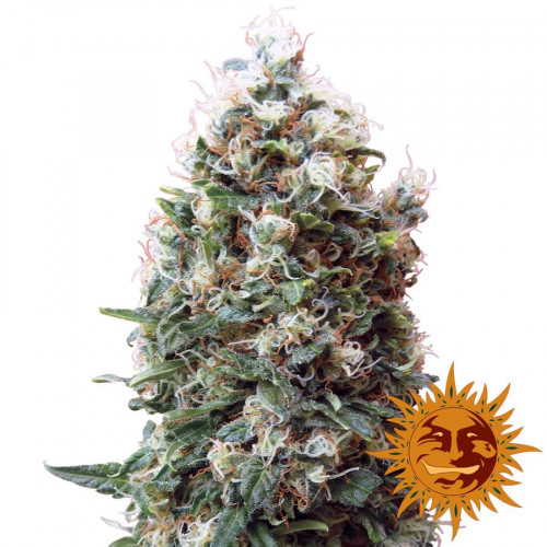 Phatt Fruity Feminised насіння конопель: фото, характеристики, відгуки, опис Phatt Fruity Feminised насіння конопель: фото, характеристики, відгуки, опис