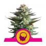Amnesia Haze Feminised	 насіння конопель: фото, характеристики, відгуки, опис Amnesia Haze Feminised	 насіння конопель: фото, характеристики, відгуки, опис