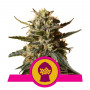 Bubblegum XL Feminised	 насіння конопель: фото, характеристики, відгуки, опис