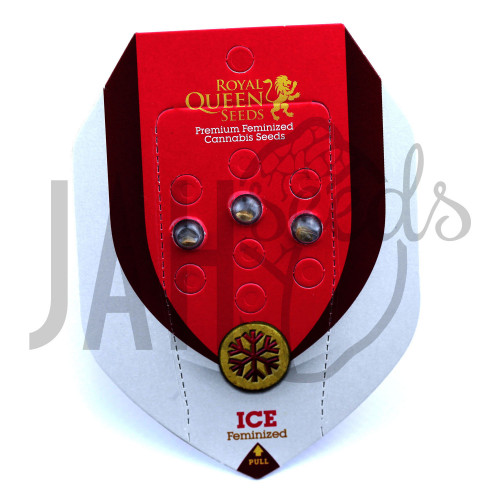 Ice Feminised насіння конопель: фото, характеристики, відгуки, опис